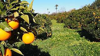 Finca rústica en Poligono 15, 2. De inversión rentabilidad 20% anual Finca rústica en Poligono 15, 2. De inversión rentabilidad 20% anual